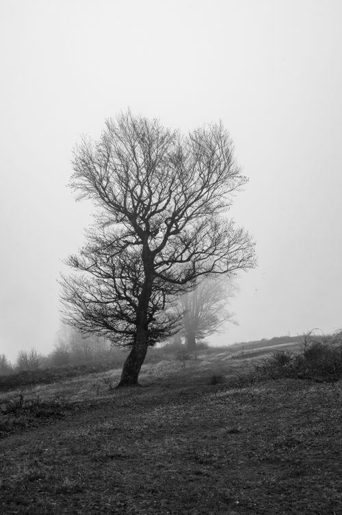 Free Black and white photograph of a solitary tree in a misty landscape, evoking a sense of solitude. Stock Photo