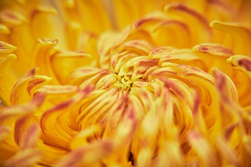 Free Macro shot of a bright yellow chrysanthemum showcasing its detailed petals and vivid colors. Stock Photo