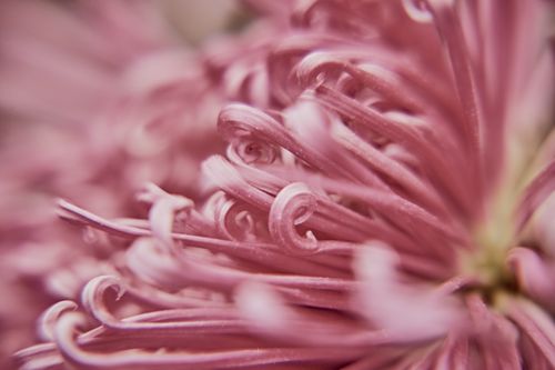 Free Macro photograph capturing the intricate curls of pink chrysanthemum petals. Stock Photo