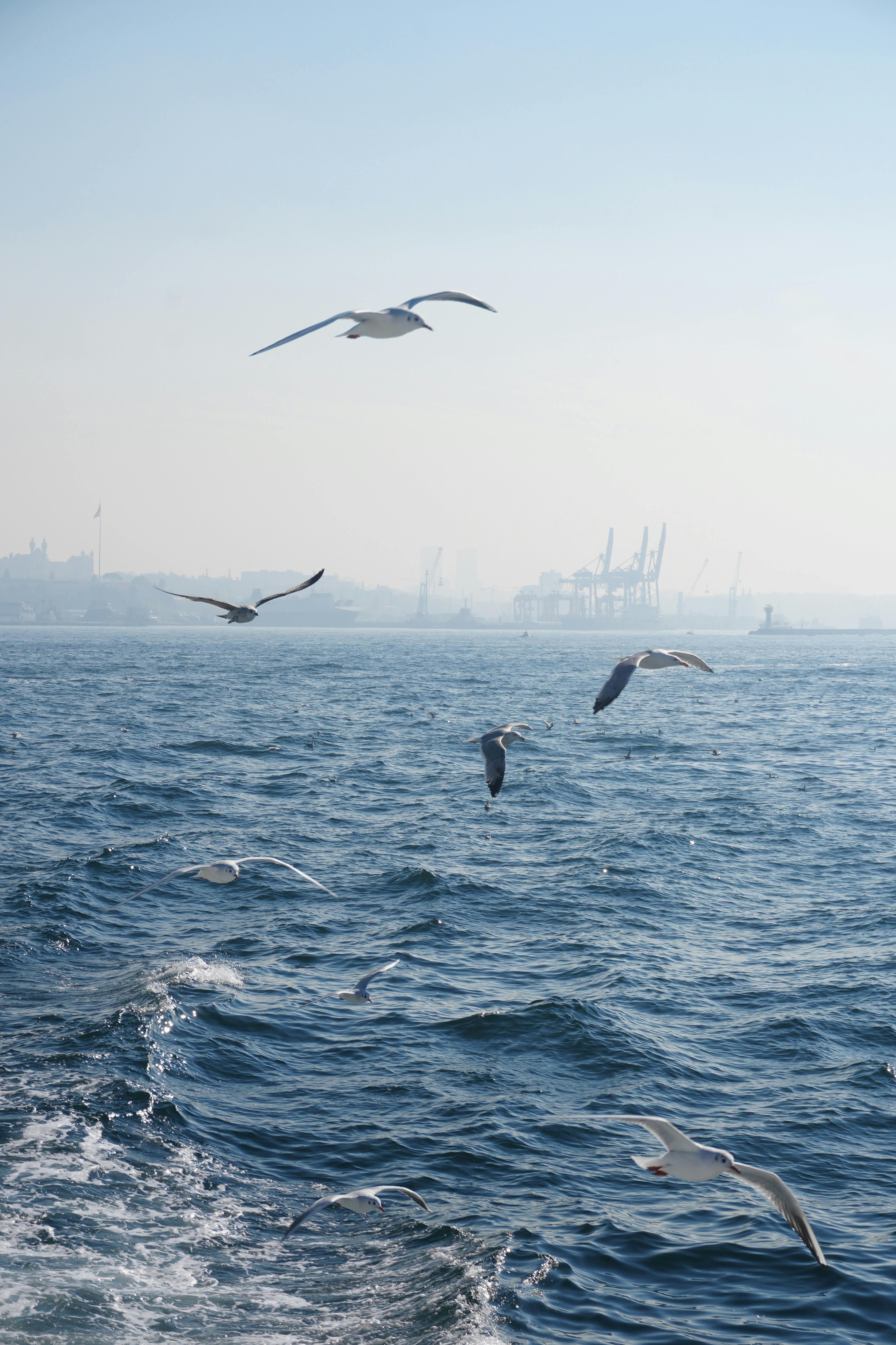Seagulls fly over the ocean with a distant port skyline under a clear blue sky.