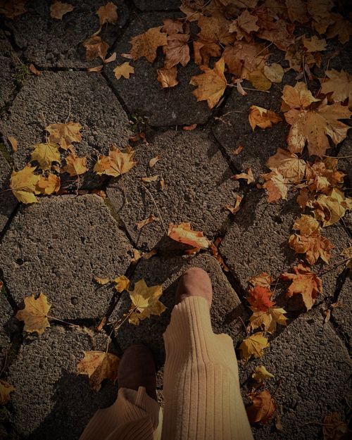 Free Feet in autumn boots on cobblestone path covered with fallen leaves. Stock Photo