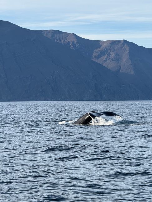 A majestic whale dives into calm waters near Iceland's rugged coastline.