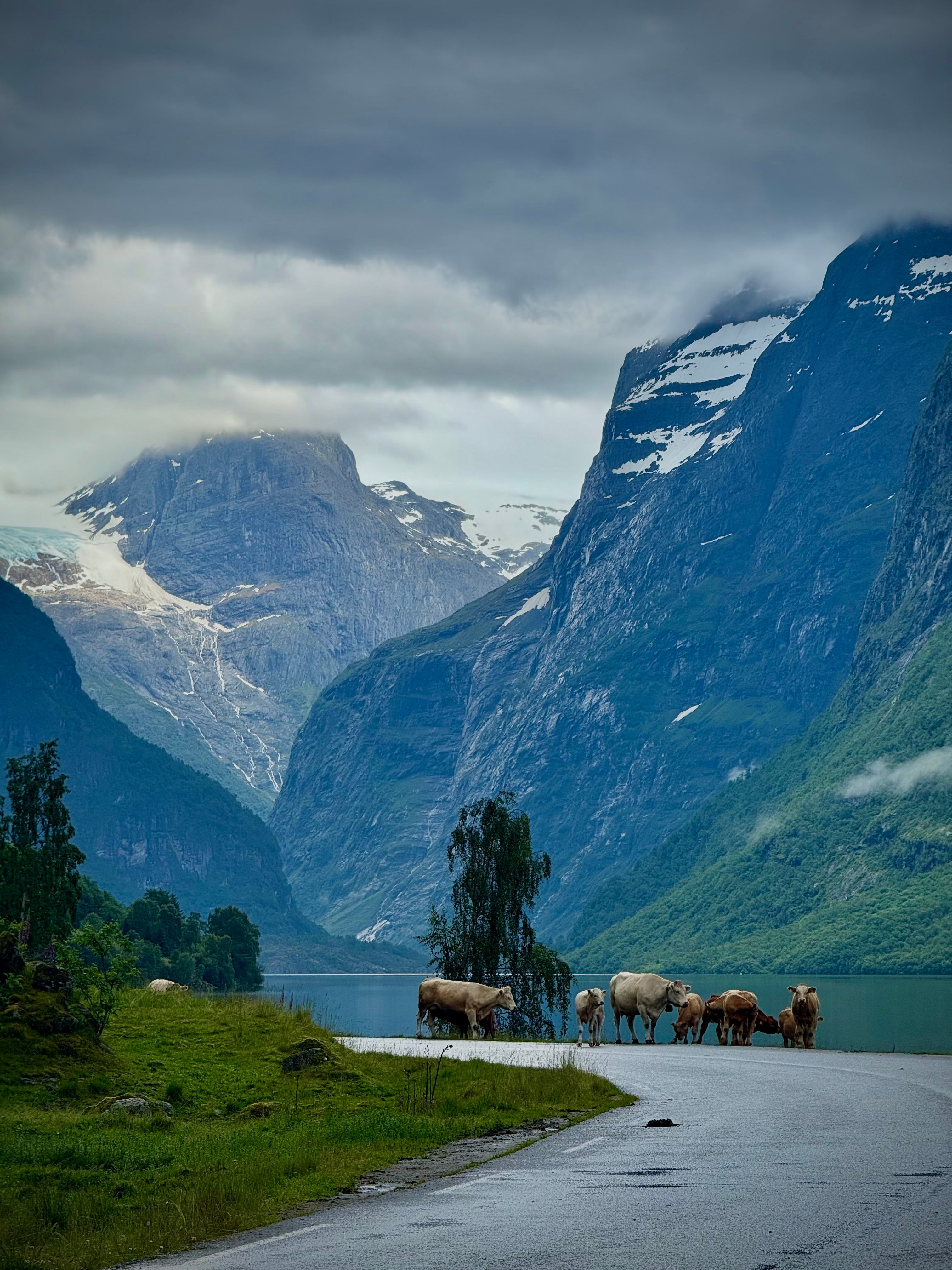 Stunning view of Norwegian fjord surrounded by majestic mountains and cows grazing near a tranquil lake.