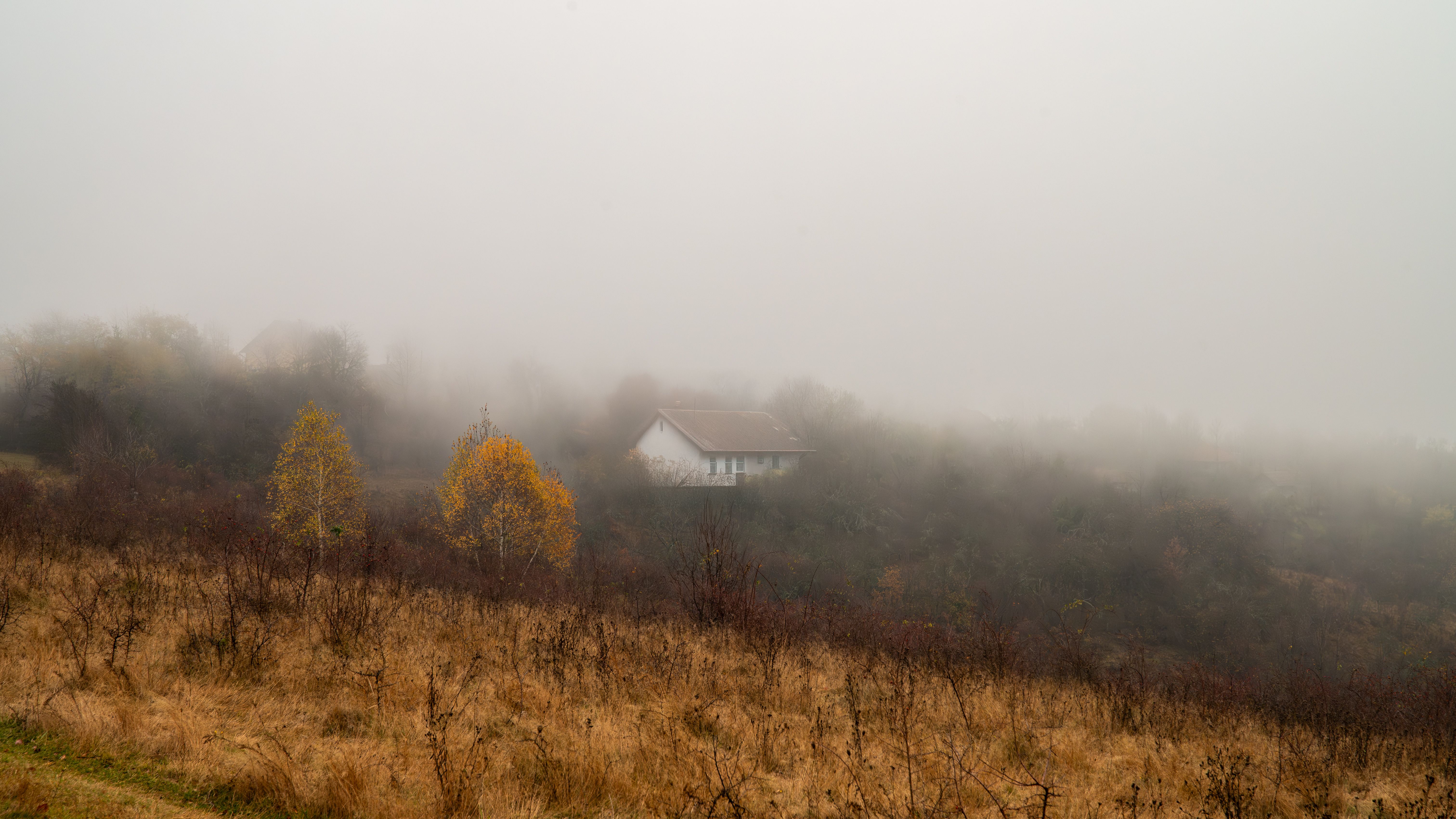 Free stock photo of autumn, cinematic, fog