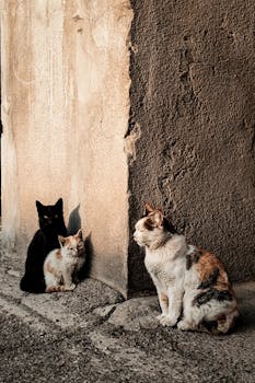 Three cats bask in sunlit alley of Yerevan, Armenia, showcasing urban feline life.