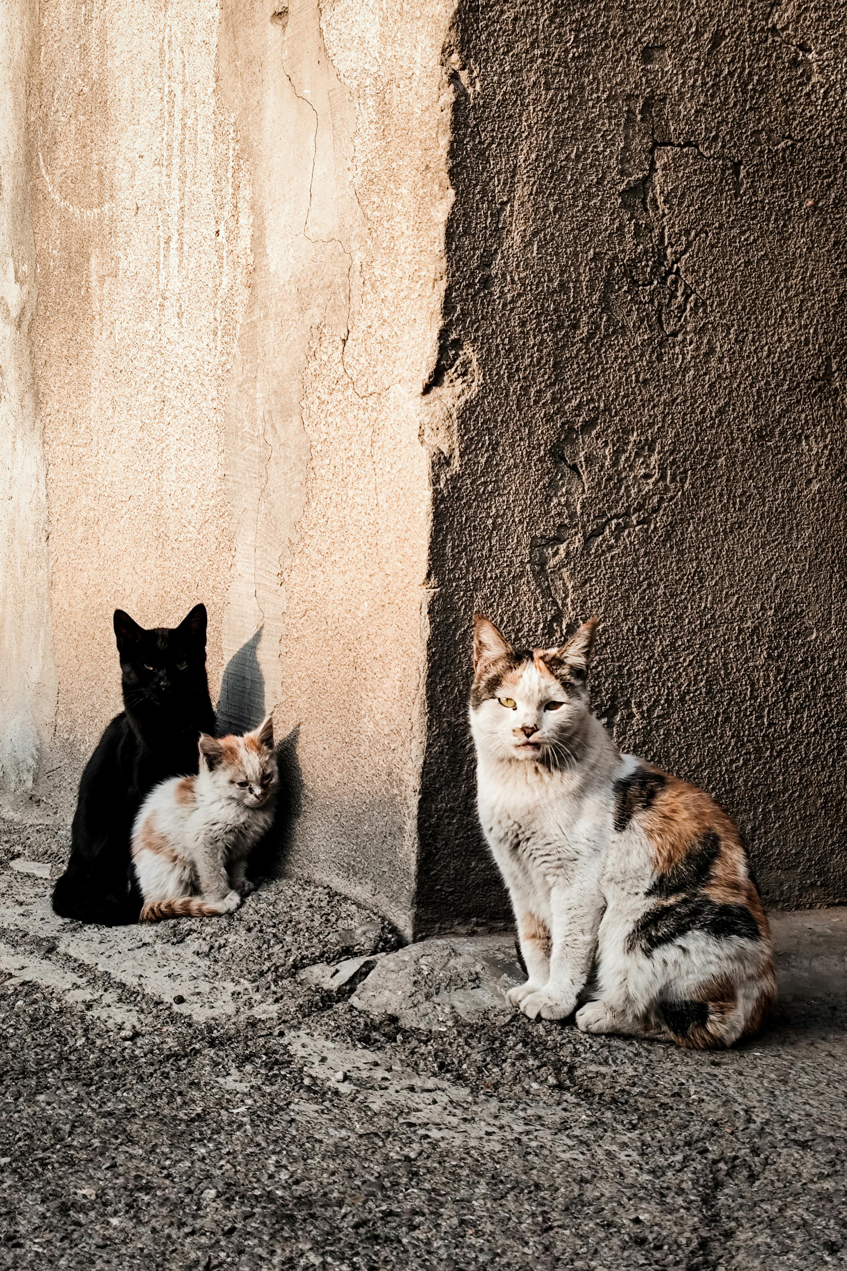 Three cats resting against a textured wall in Yerevan, Armenia. Urban feline scene.