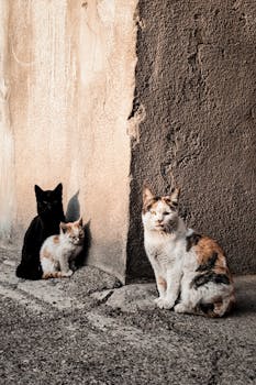 Three cats resting against a textured wall in Yerevan, Armenia. Urban feline scene.