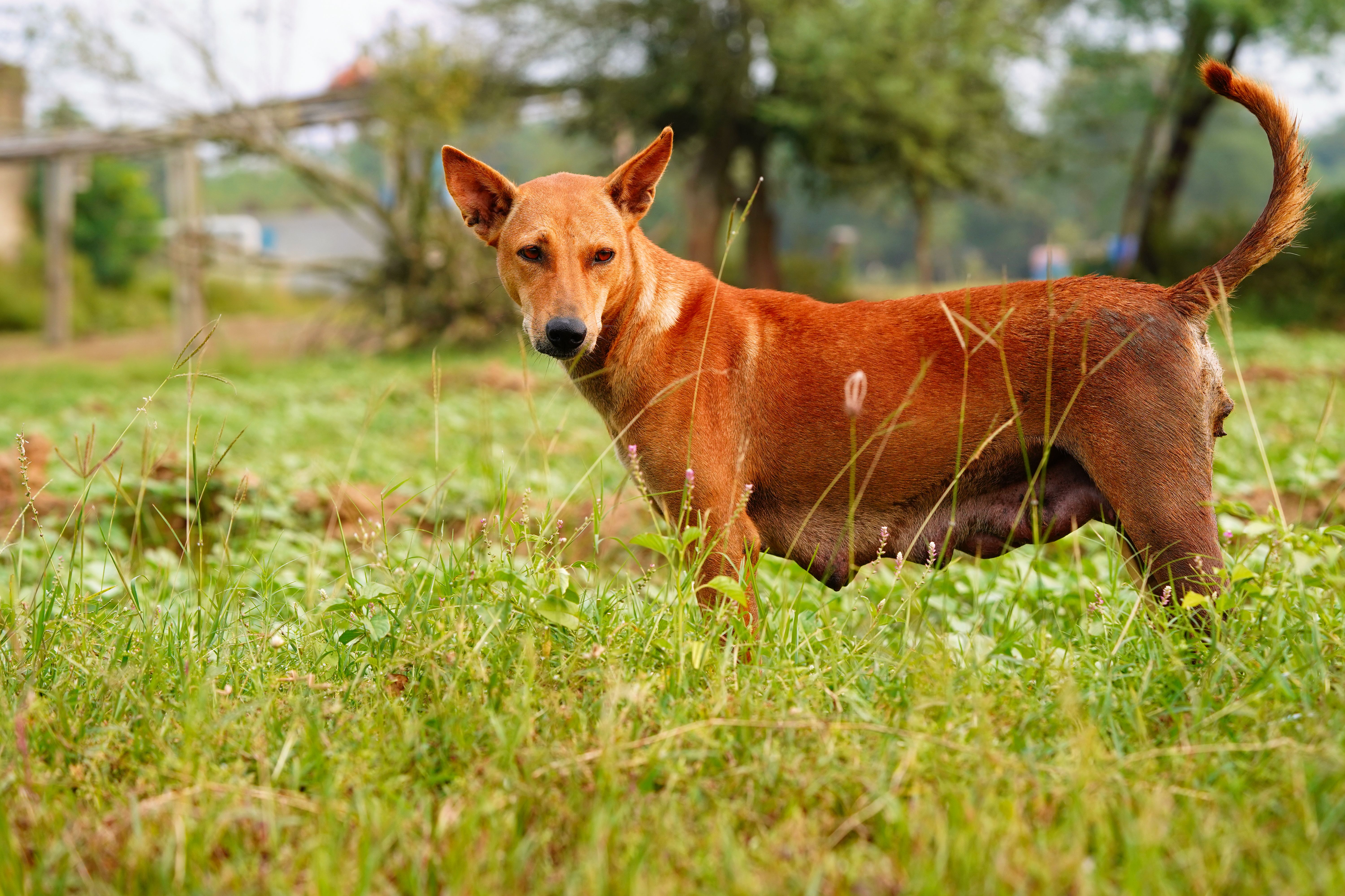 Portrait of a Brown Dog in a Lush Meadow · Free Stock Photo