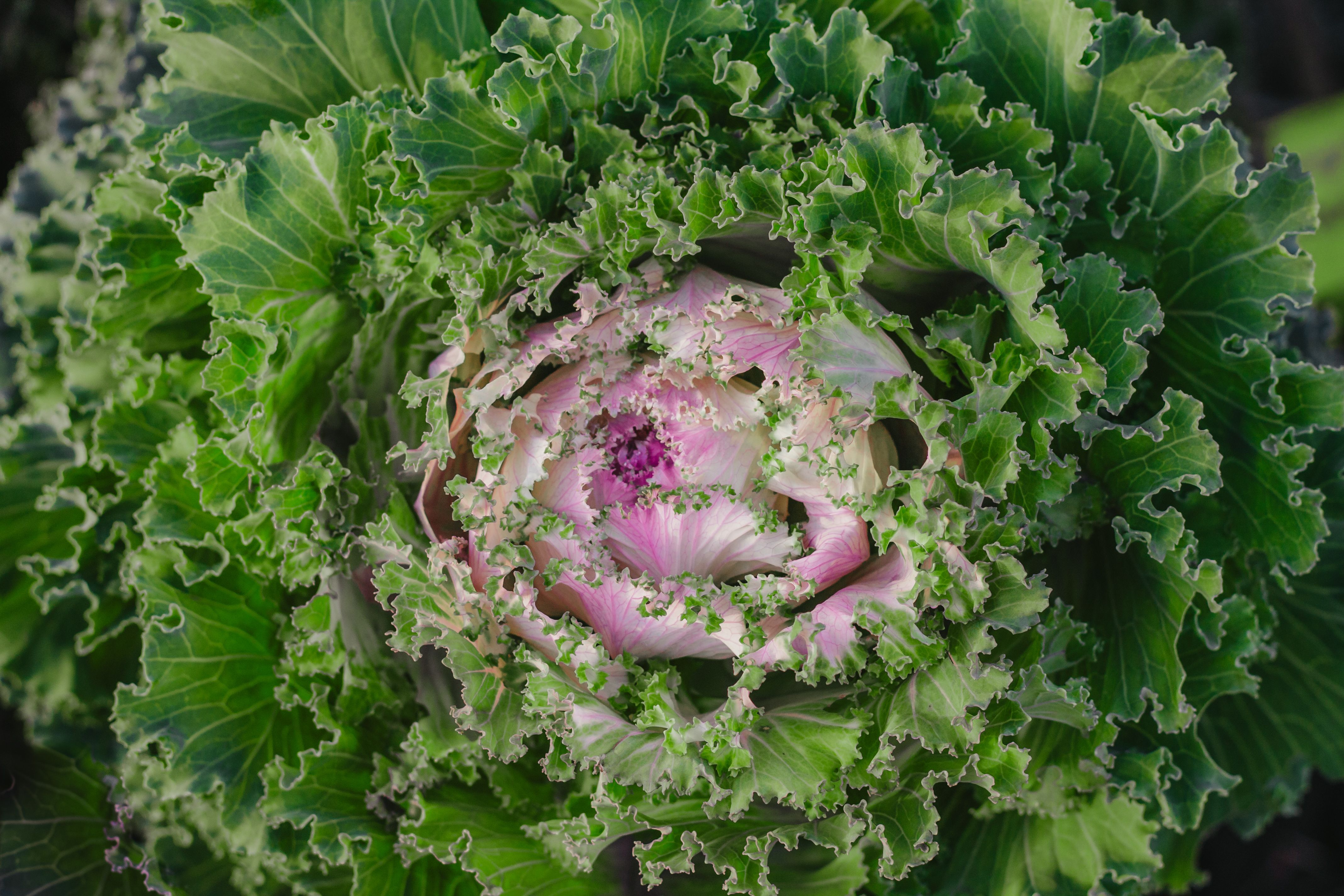 Close-up of Ornamental Cabbage with Vibrant Colors · Free Stock Photo