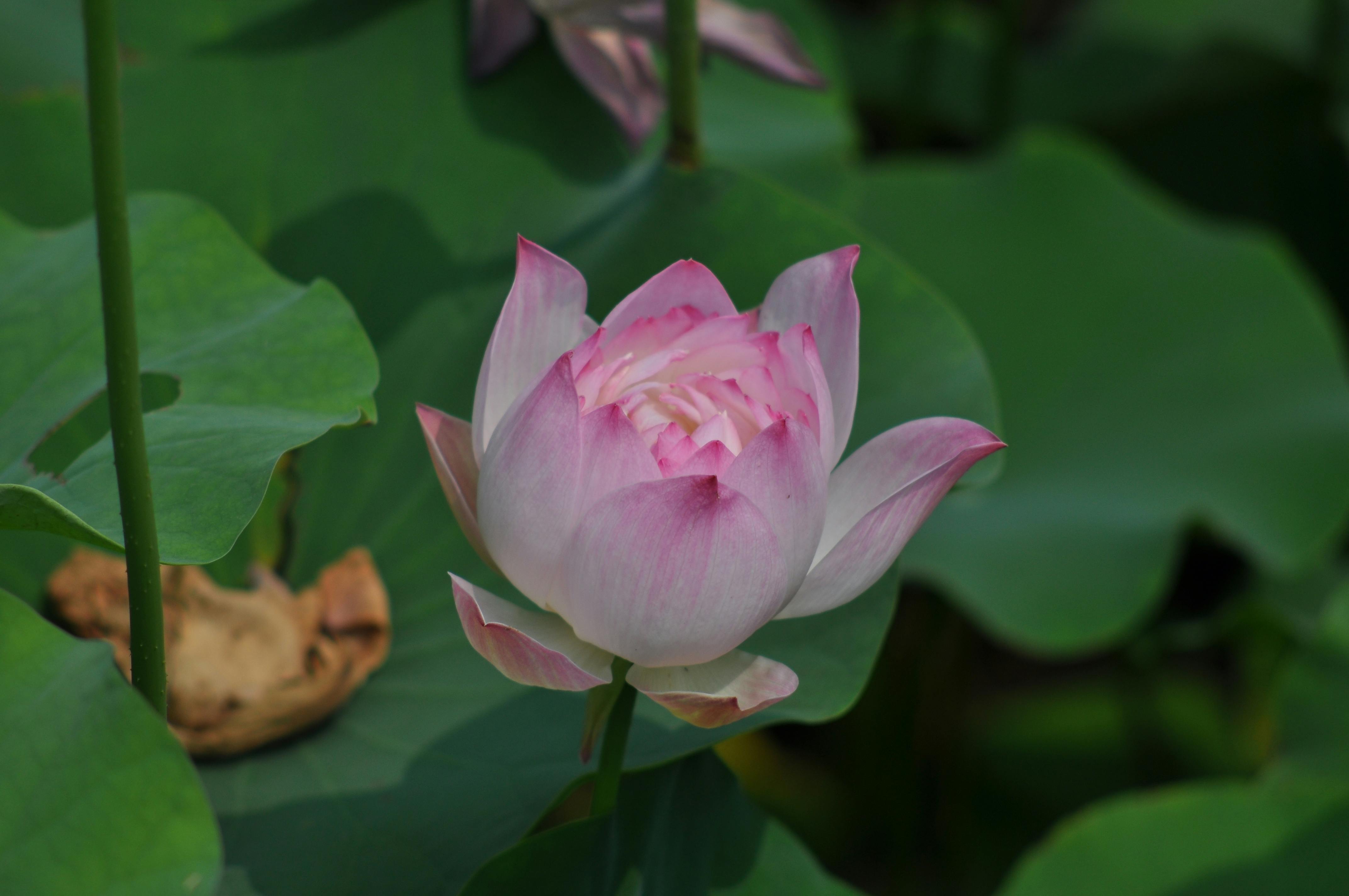 君主科技HyperFlow Digital水冷散熱器：數位顯示CPU與GPU即時溫