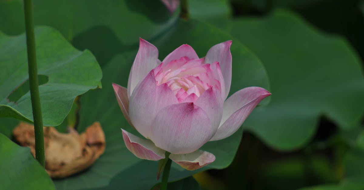 君主科技HyperFlow Digital水冷散熱器:數位顯示CPU與GPU即時溫