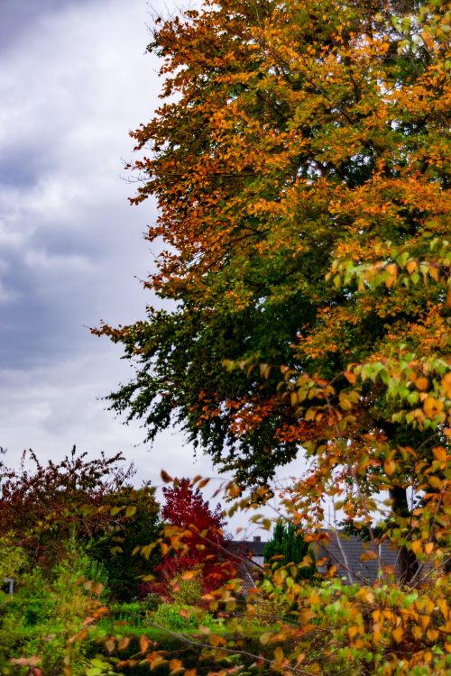 Free Colorful autumn leaves on trees with a backdrop of cloudy skies, capturing the essence of fall. Stock Photo