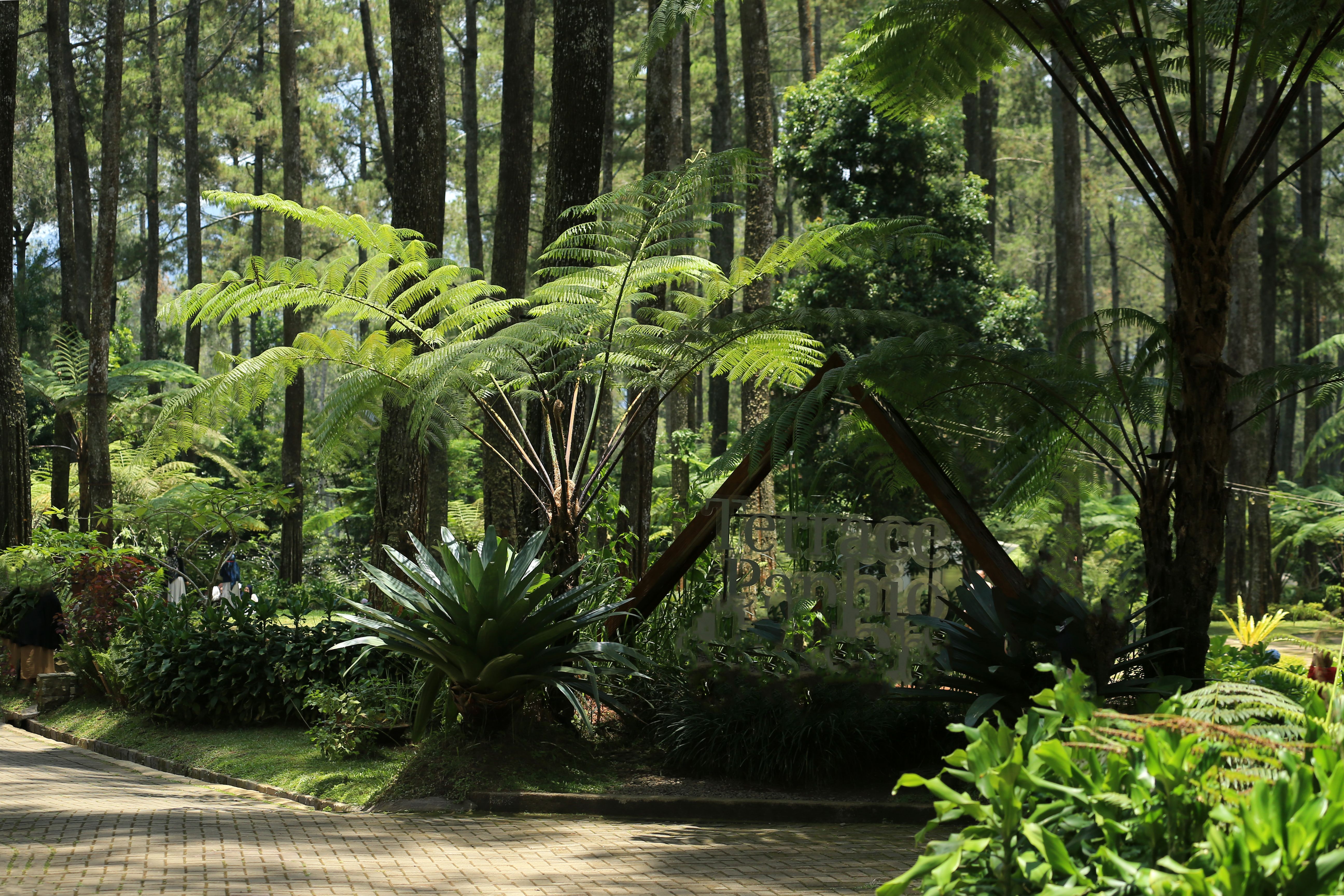 Lush Green Forest with Ferns and Pathway · Free Stock Photo