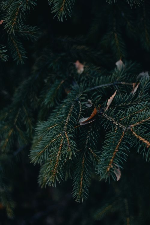 Free Dark, moody close-up shot of evergreen tree branches with a natural, rustic feel. Stock Photo