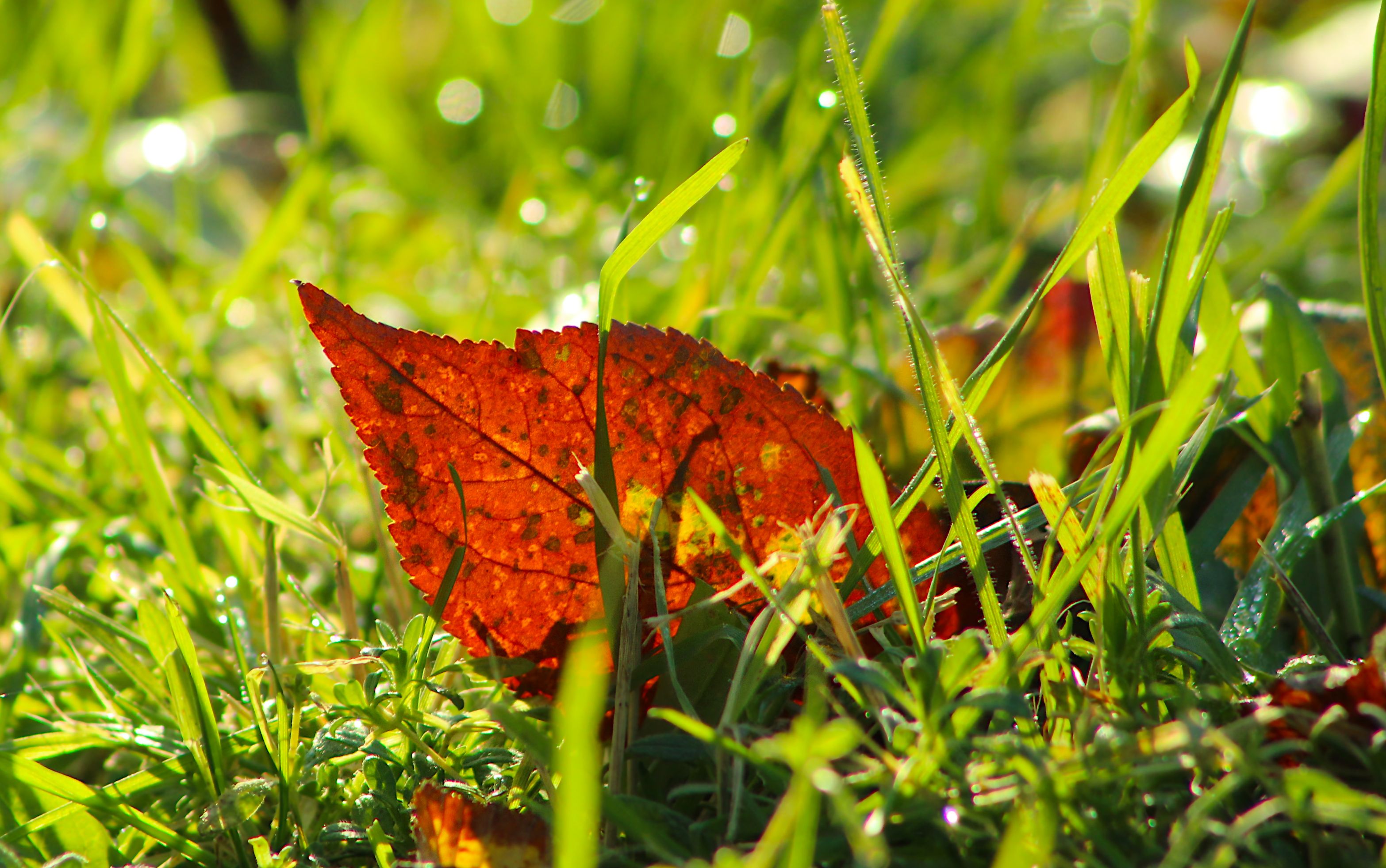 Vibrant Red Leaf Among Dewy Grass in Autumn · Free Stock Photo