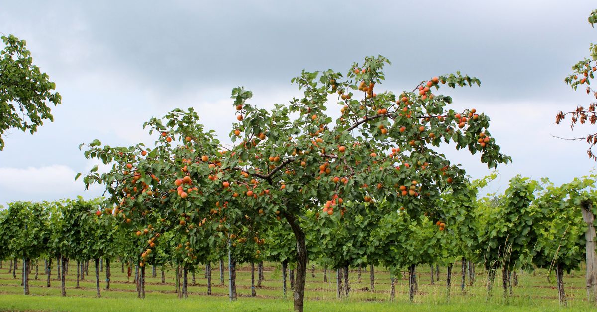 Dwarf Apricot