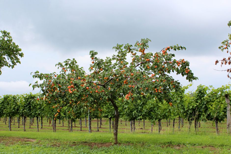 Ripe apricot tree heavy with fruit — how to trim an apricot tree in Surrey BC
