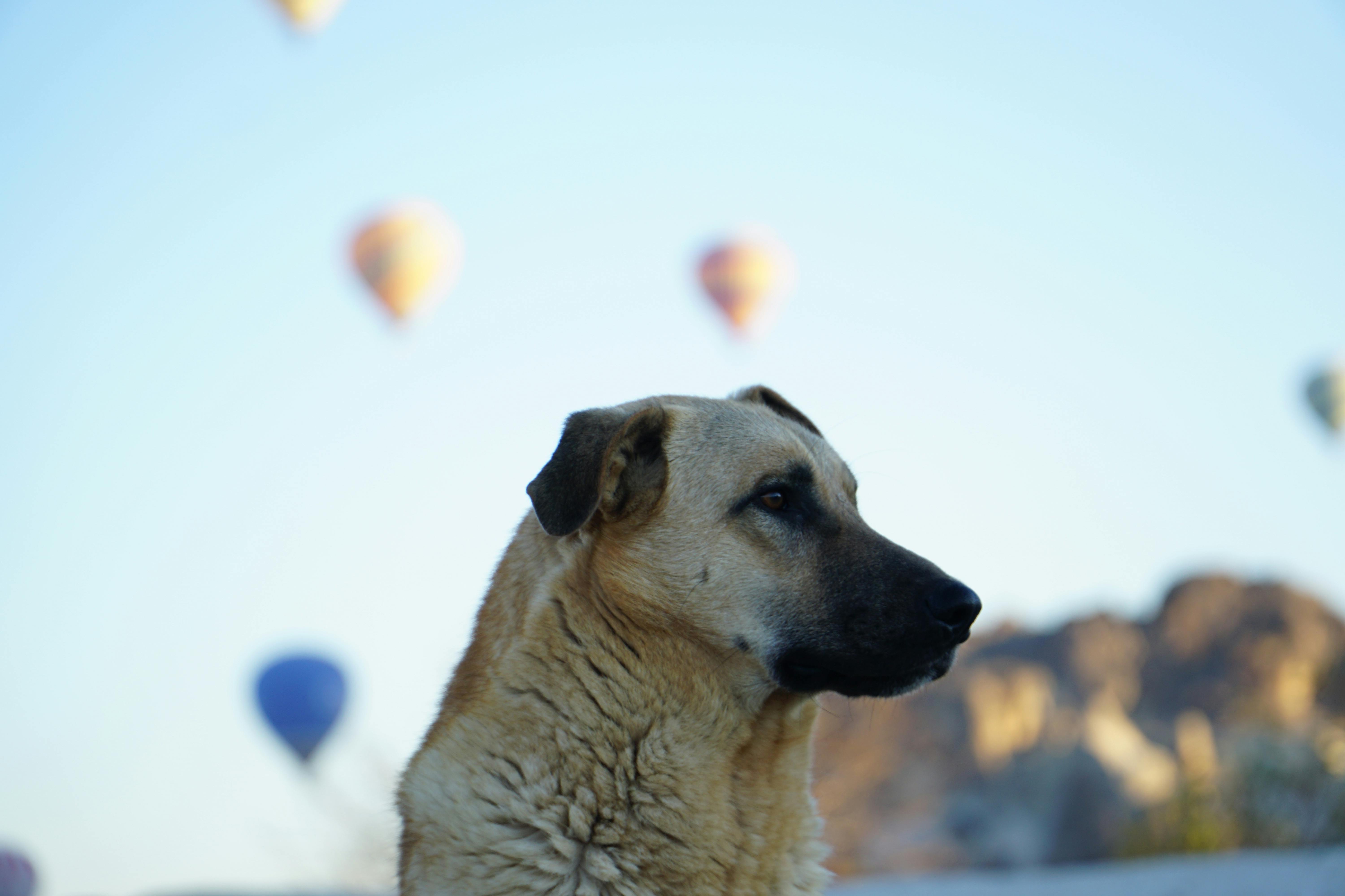 Serene view of a dog against Cappadocia's famous hot air balloon backdrop at sunrise.