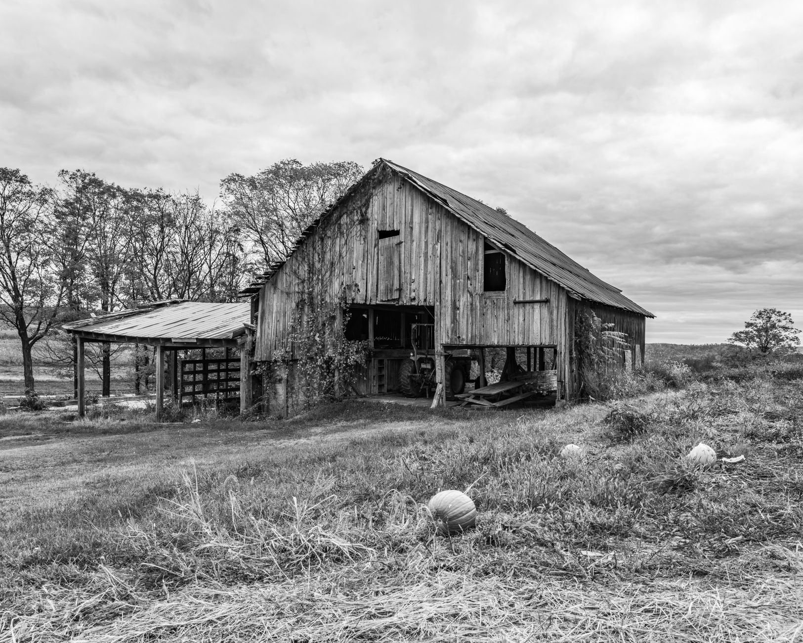 A classic wooden barn surrounded by pumpkins, captured in Muncy, Pennsylvania. Black and white, rustic charm.