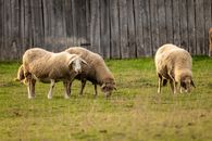 Three sheep graze peacefully in a rural field in Podgarić, Croatia, under a clear sky.