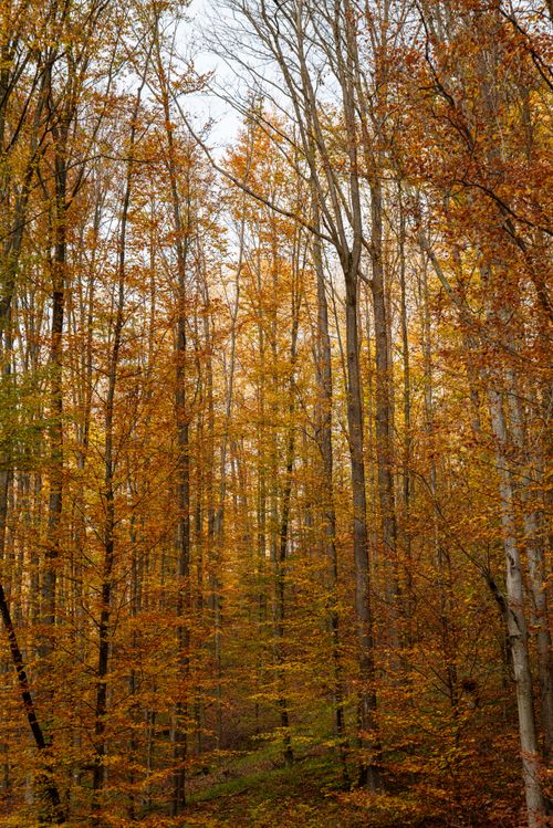 Free Beautiful autumn forest with golden leaves in Podgarić, Croatia. Stock Photo