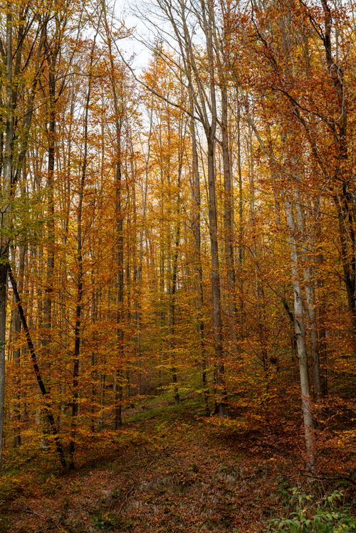 Free Beautiful autumn forest scene in Podgarić, Croatia, showcasing vibrant fall colors. Stock Photo