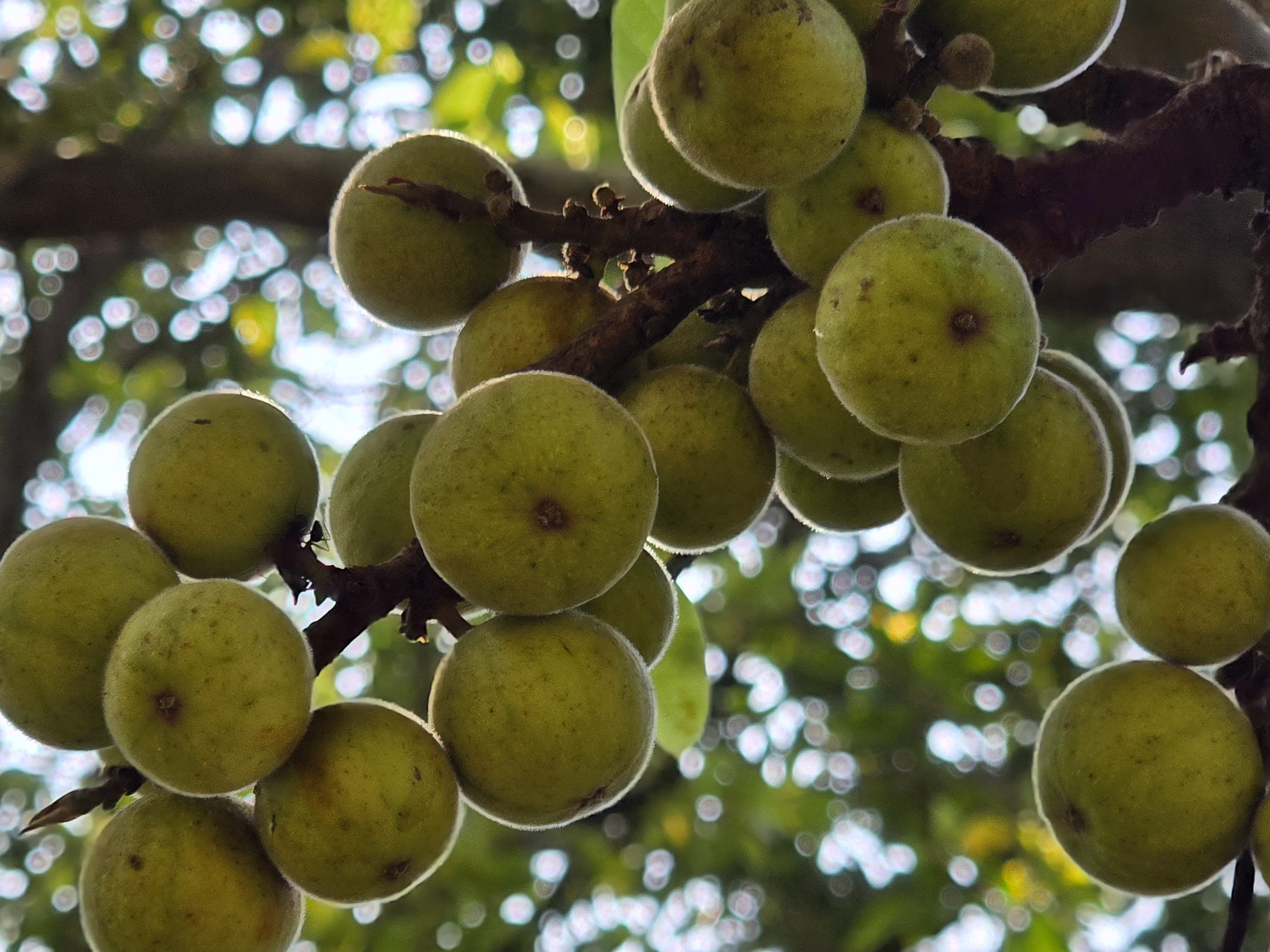A vibrant close-up of green figs hanging from a tree branch against a soft bokeh background.