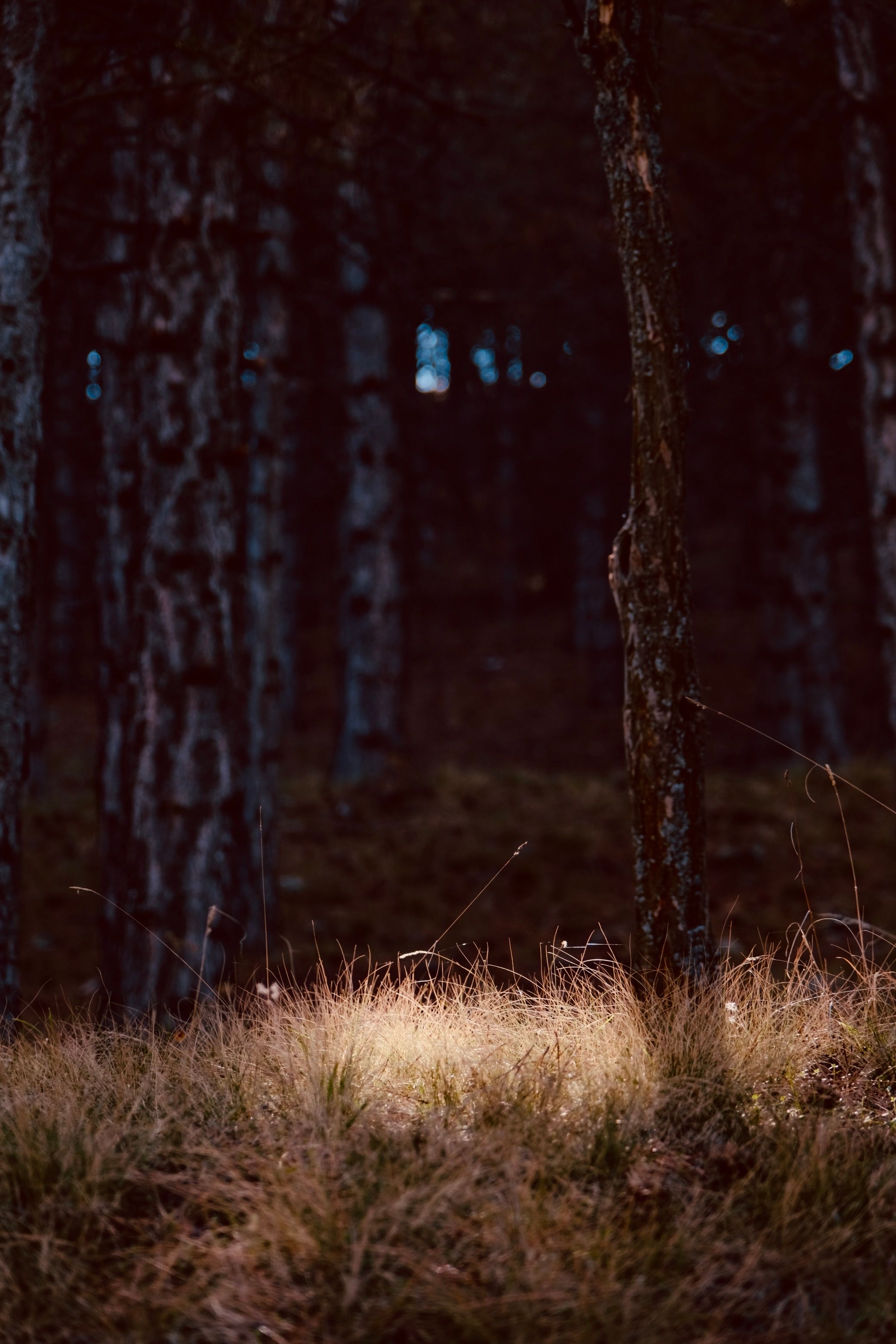 Moody Forest Scene with Dappled Light · Free Stock Photo