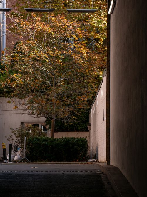 Free Urban alleyway with tree in fall, side-lit by sunlight casting shadows. Stock Photo