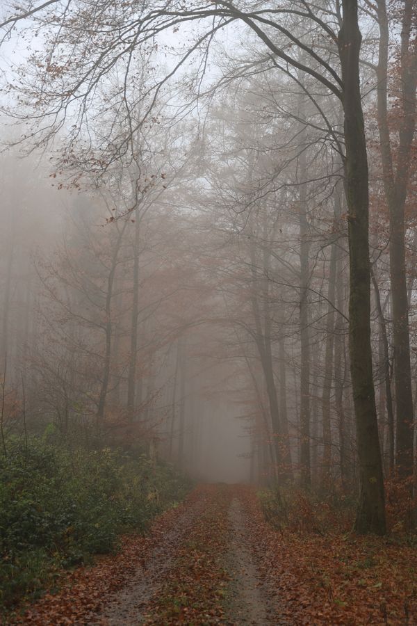 Bare trees along a misty path, photo by Christina & Peter on Pexels