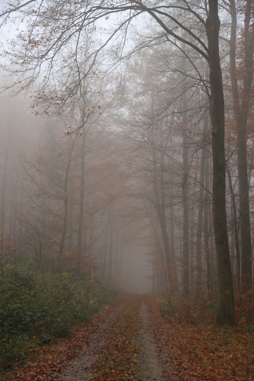 Free Serene foggy autumn forest path lined with tall trees, creating a mysterious atmosphere. Stock Photo