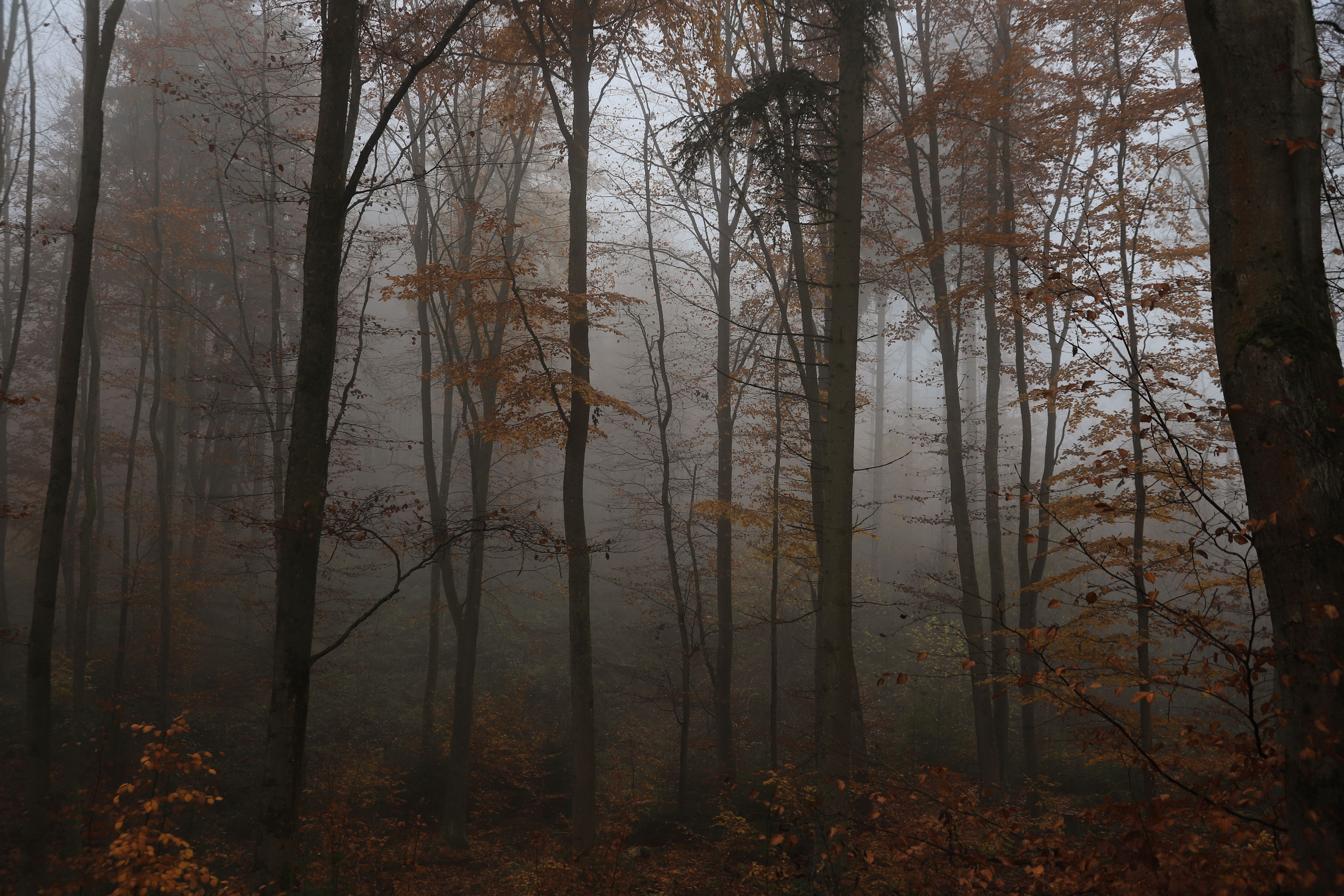Misty Autumn Forest with Bare Trees · Free Stock Photo