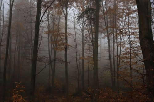 Free Foggy autumn scene of a forest with bare trees and scattered leaves creating a mysterious atmosphere. Stock Photo