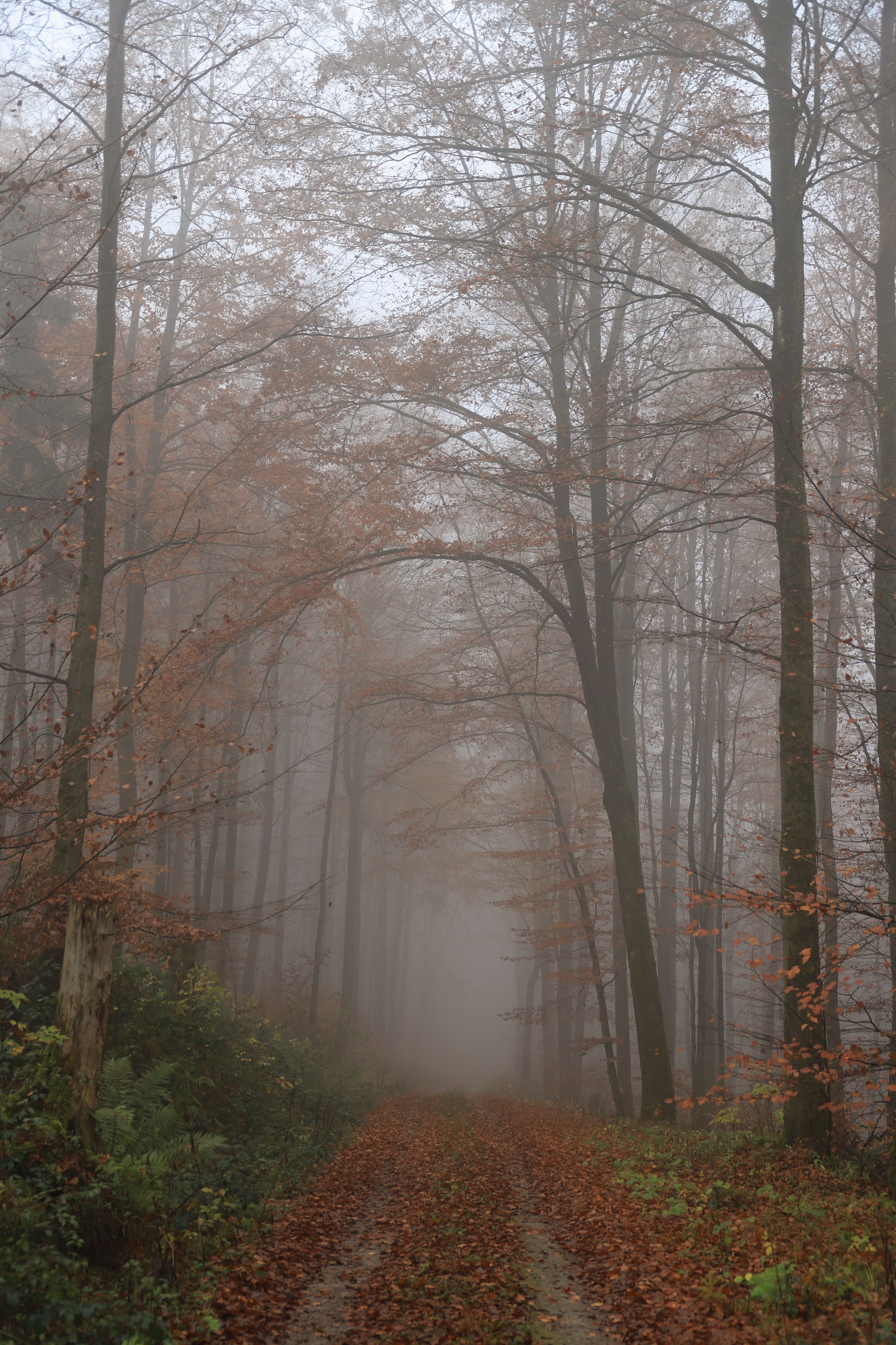 Foggy Autumn Forest Path with Fallen Leaves · Free Stock Photo