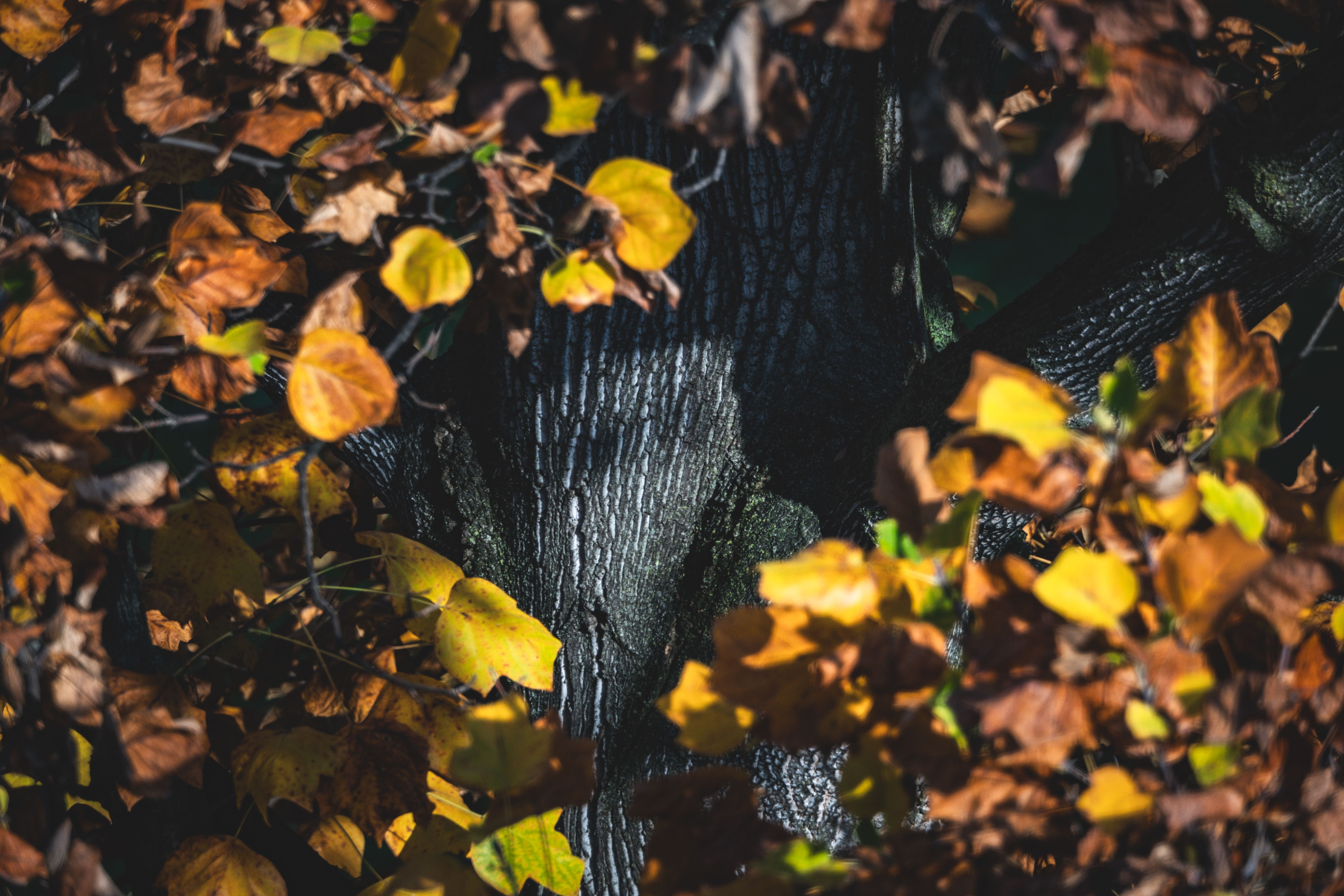 Colorful Autumn Leaves on Tree Bark · Free Stock Photo