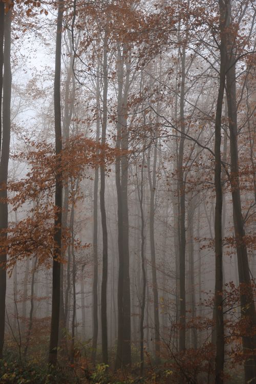 Free Enveloped in fog, the autumnal forest stands tall with muted brown leaves and serene mist. Stock Photo