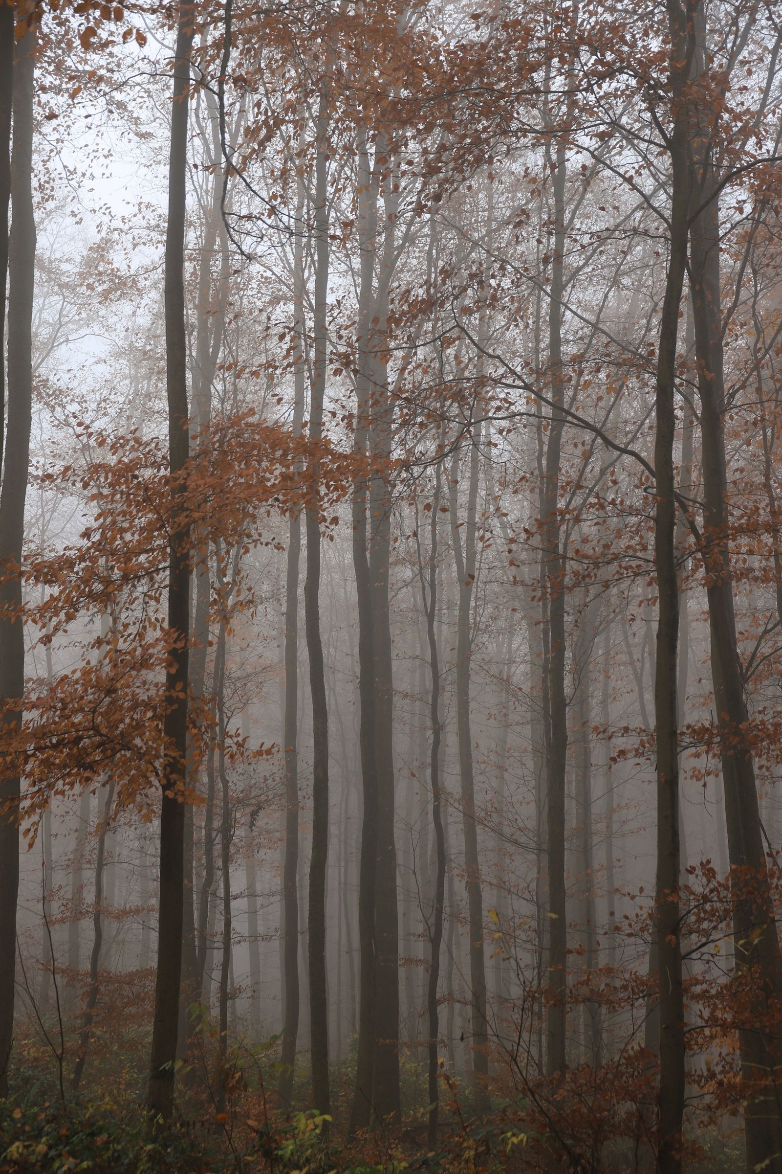 Scary Autumn Forest · Free Stock Photo