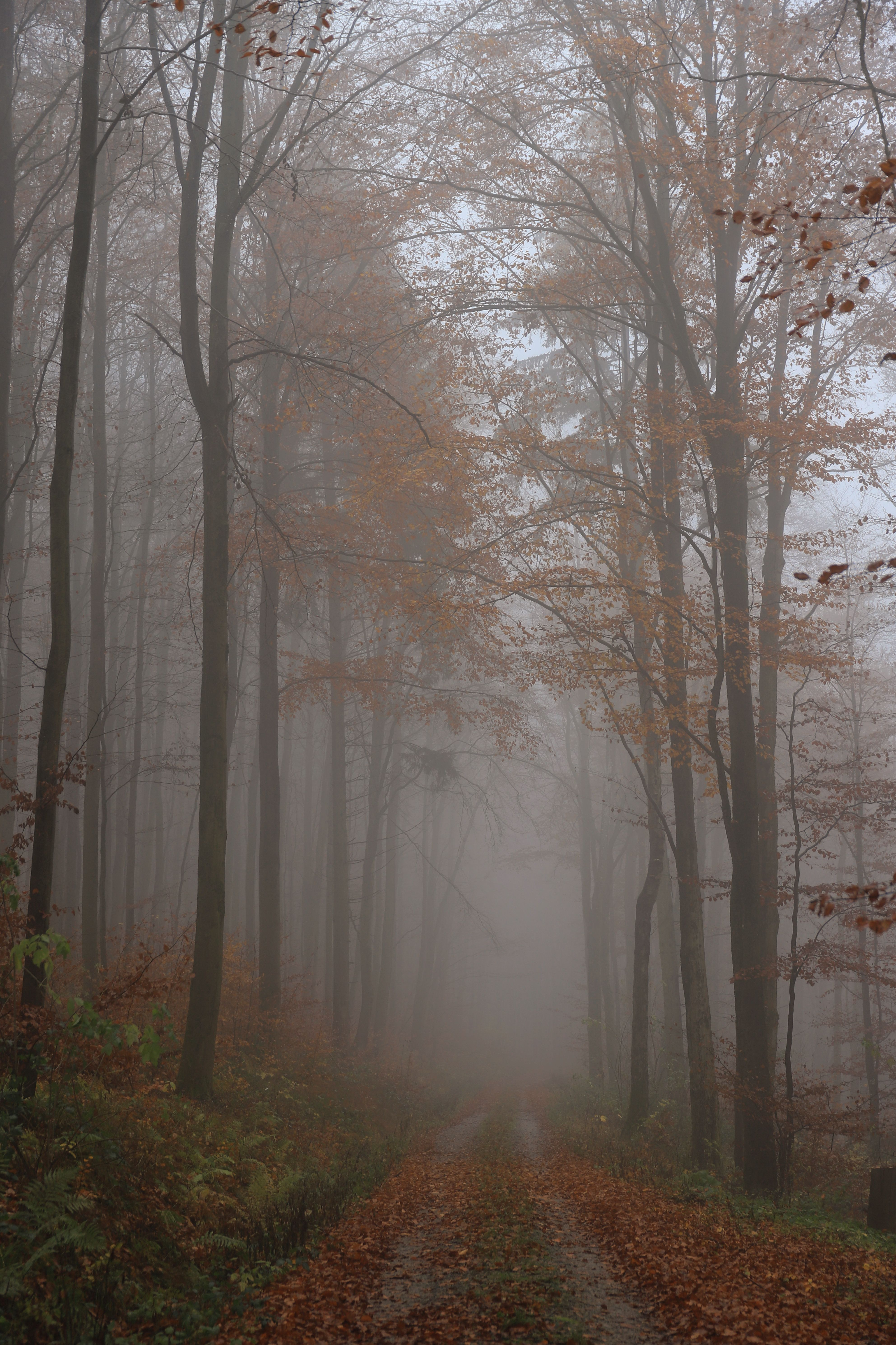Misty Autumn Forest Path in Early Morning Fog · Free Stock Photo