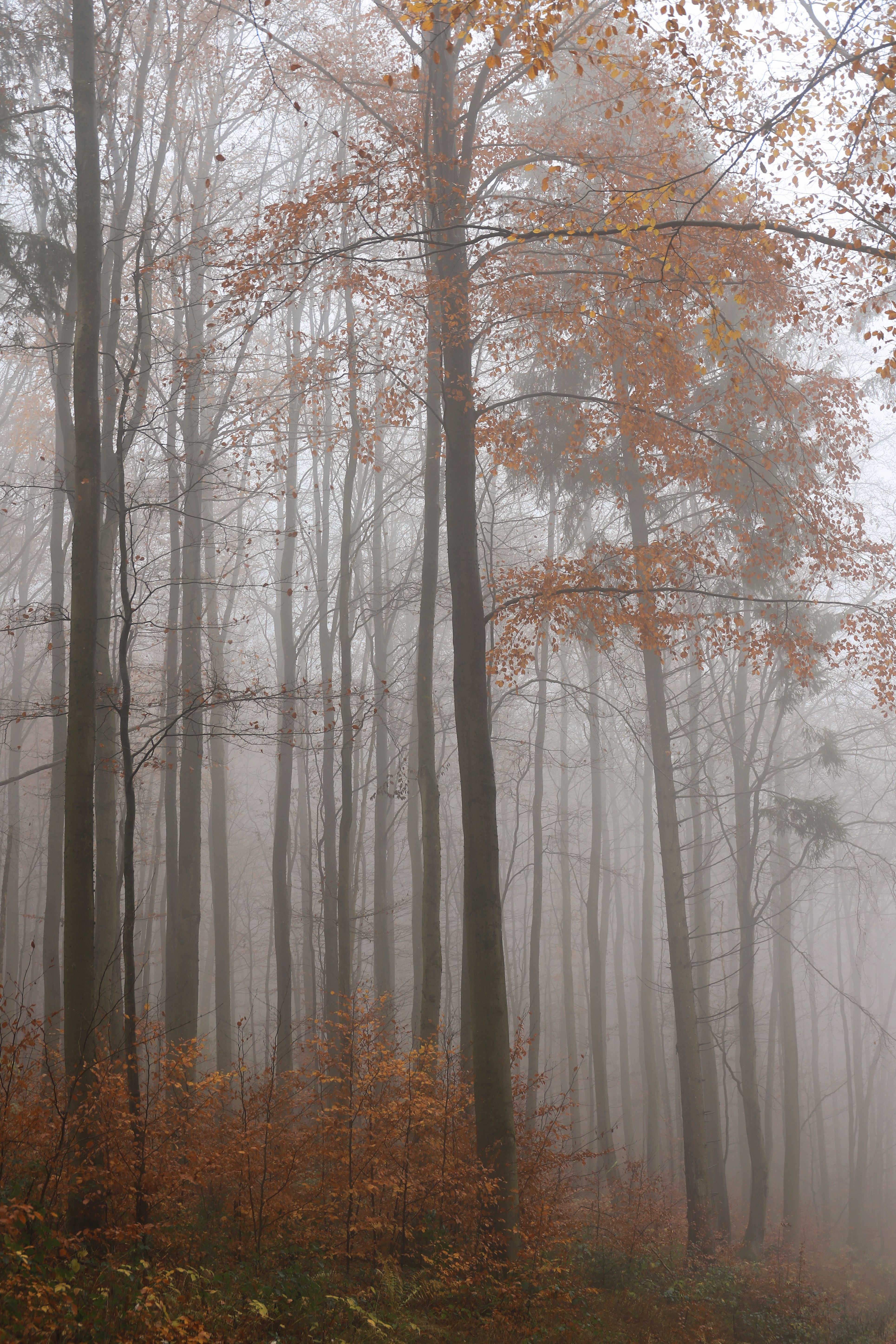 Misty Autumn Forest with Tall Trees · Free Stock Photo