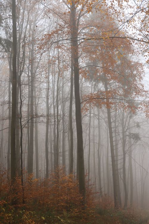 Free Serene misty forest landscape with autumn foliage and tall trees. Stock Photo