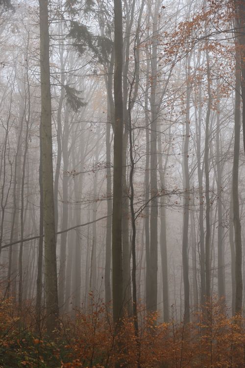 Free Misty forest in autumn with bare trees and fallen leaves creating a serene atmosphere. Stock Photo