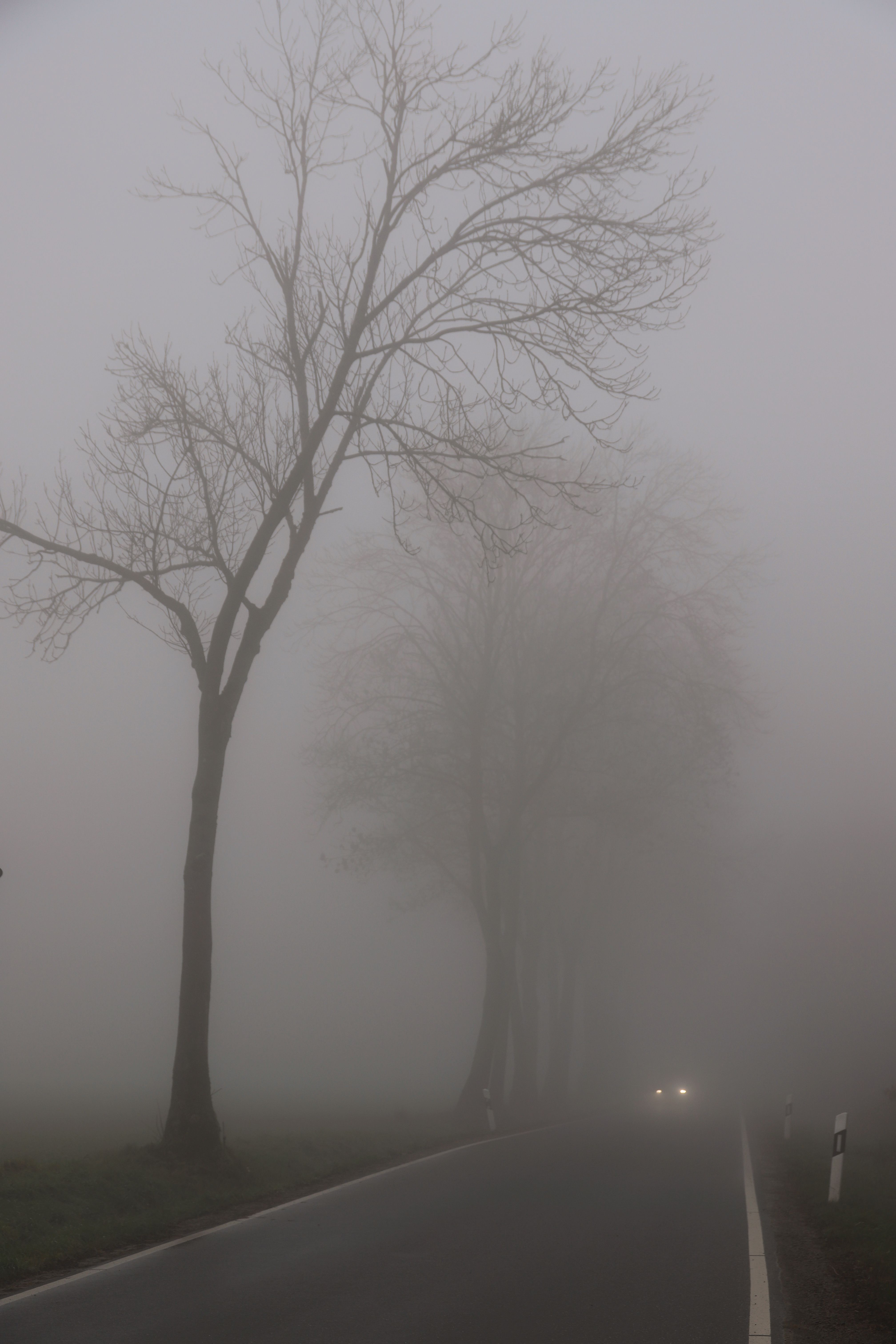 Foggy Road with Bare Trees in Misty Autumn · Free Stock Photo