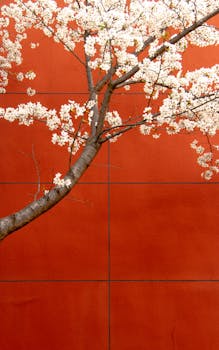 Elegant cherry blossom branch framing a bold red wall, highlighting contrast and beauty.