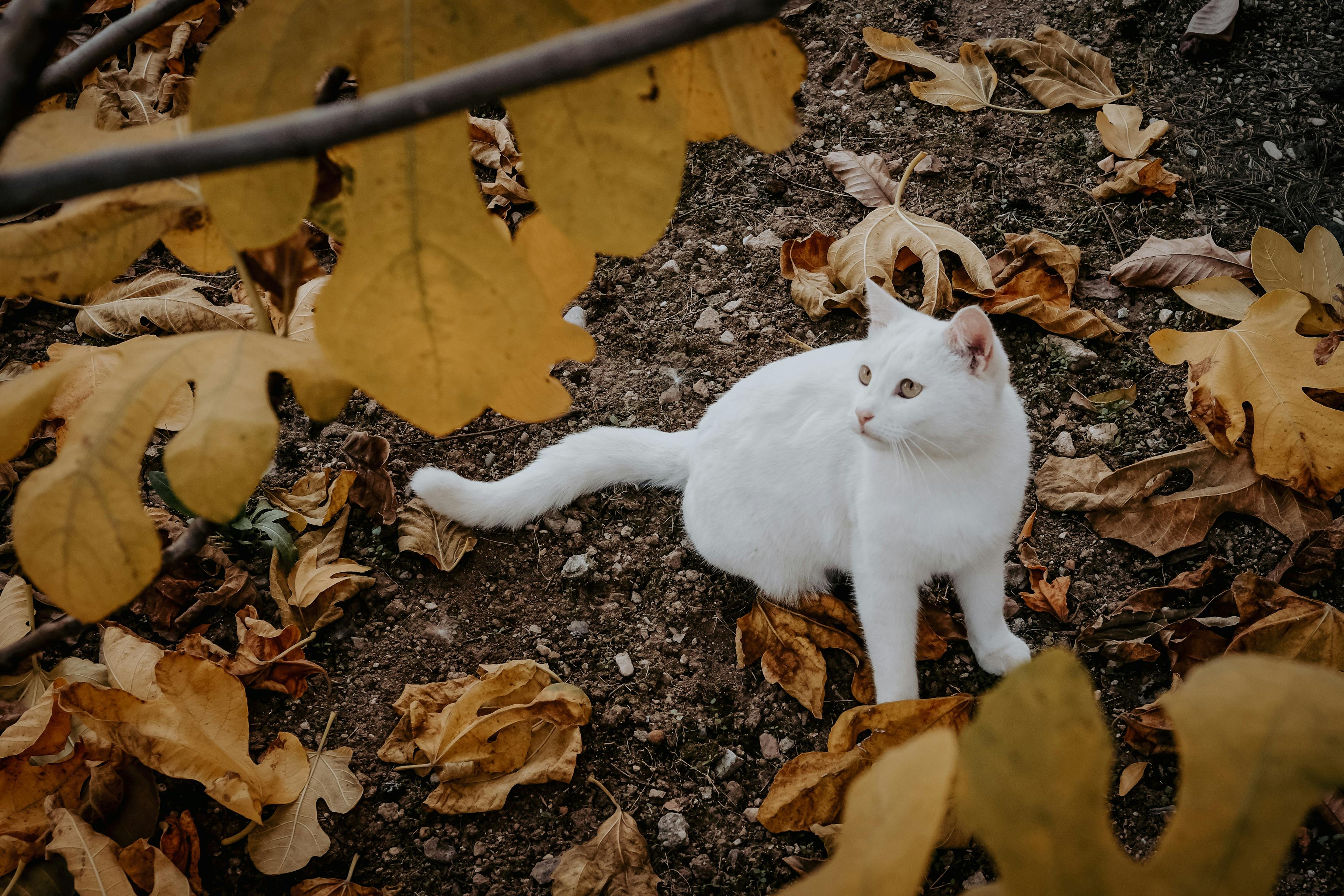 A white cat sitting on the ground surrounded by yellow autumn leaves.