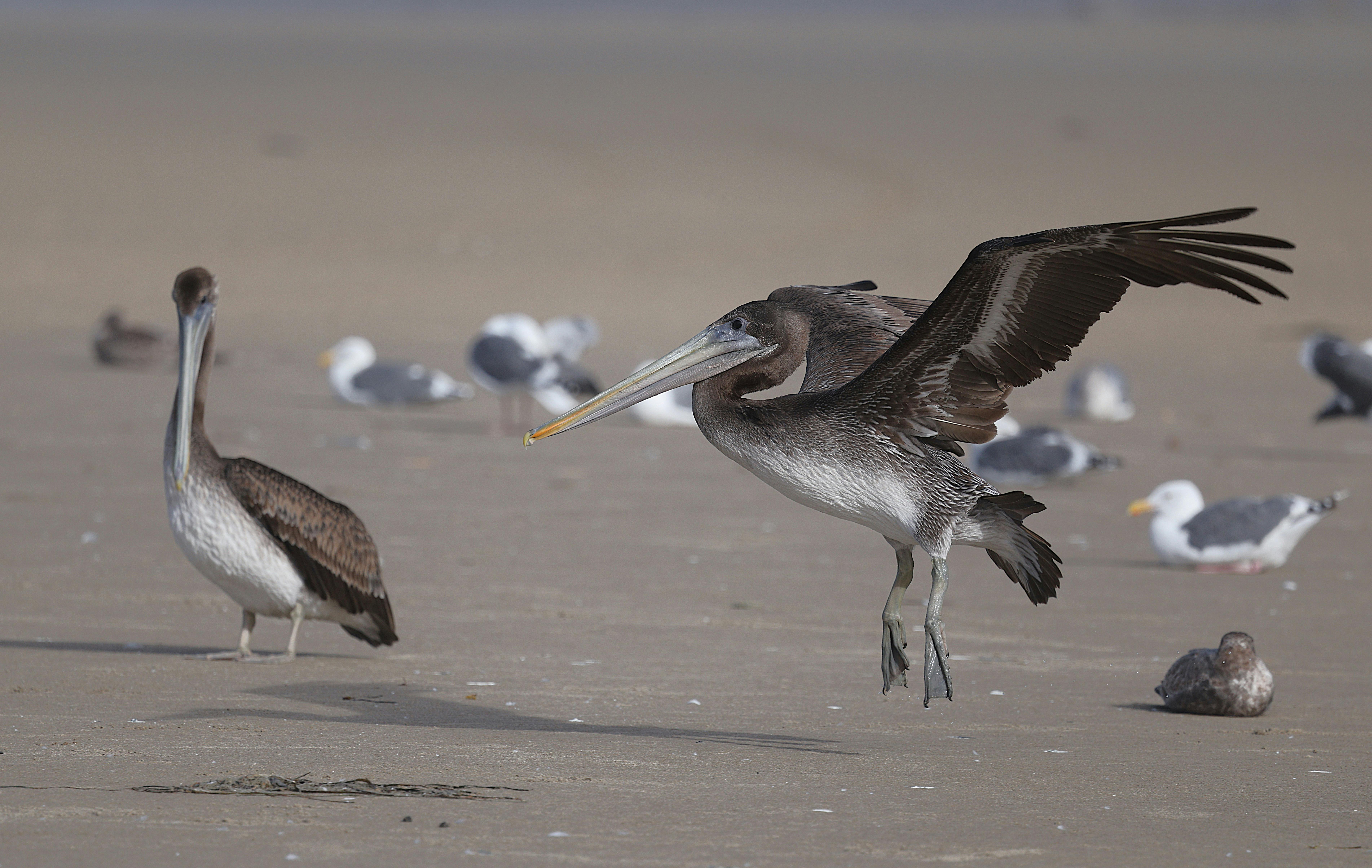 XRP rallies on US shutdown nearing end, ETF tickers landing on DTCC