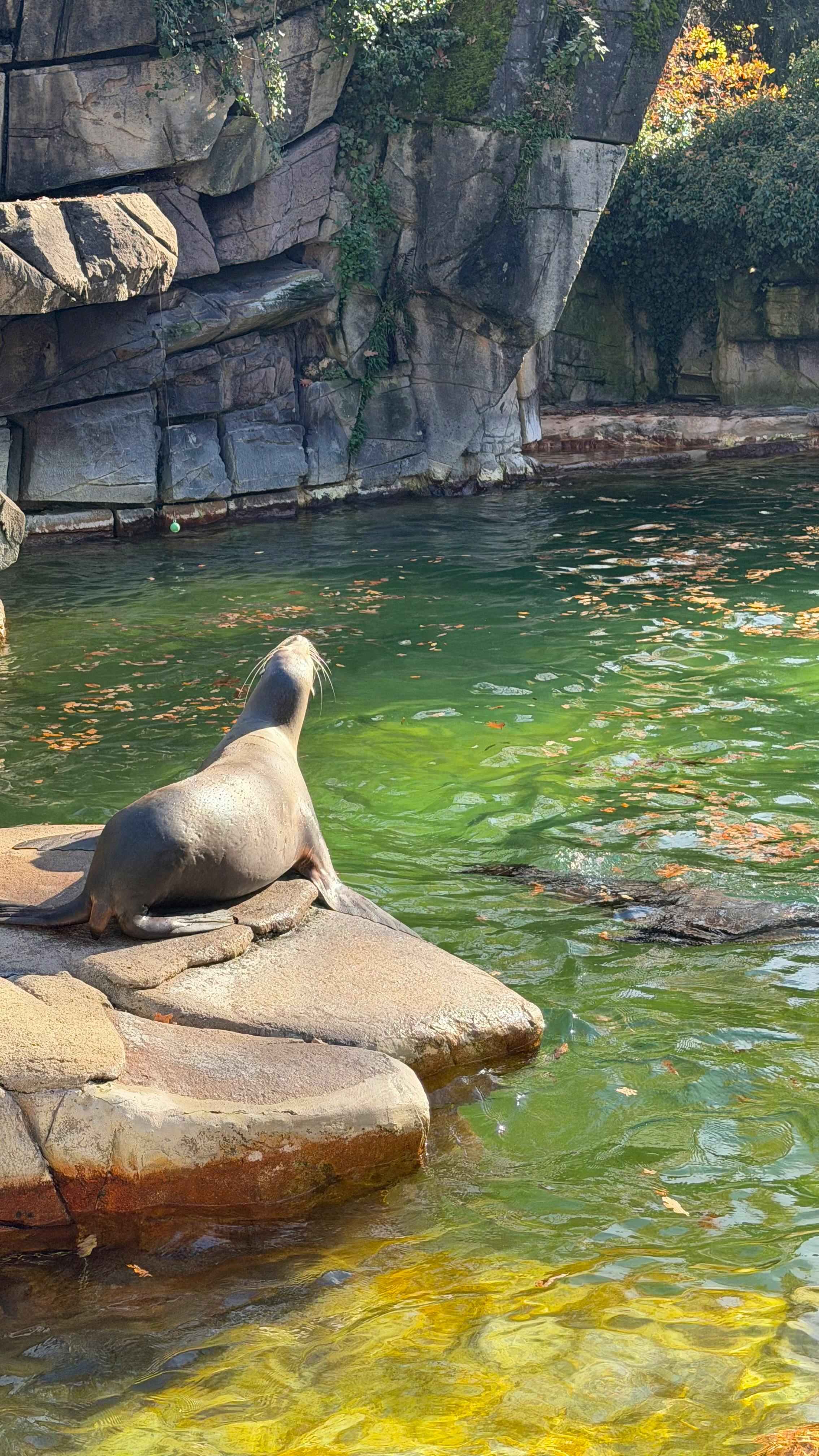 Endangered Animals In Malaysia