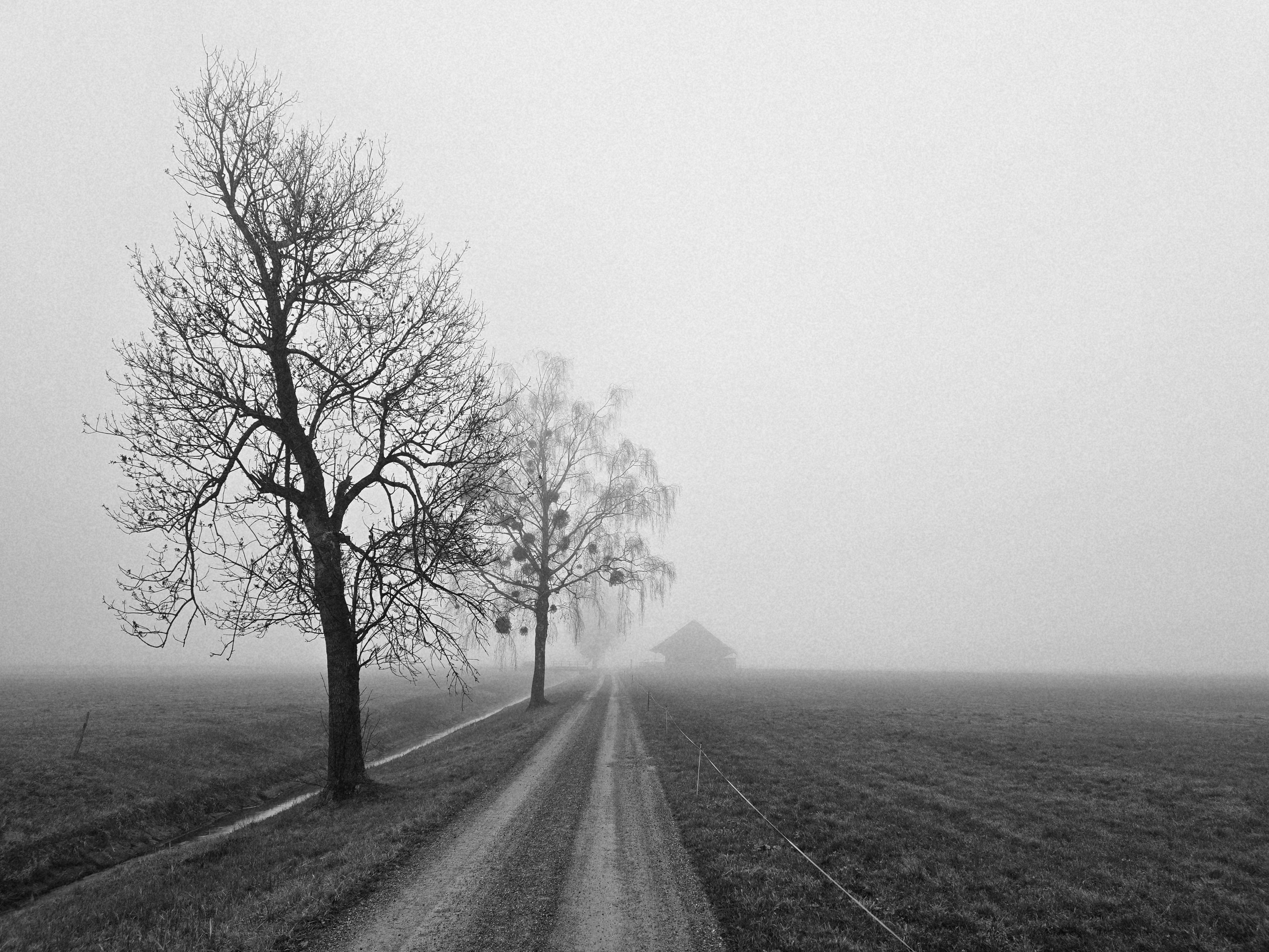 Misty Rural Road with Bare Trees in Fog · Free Stock Photo