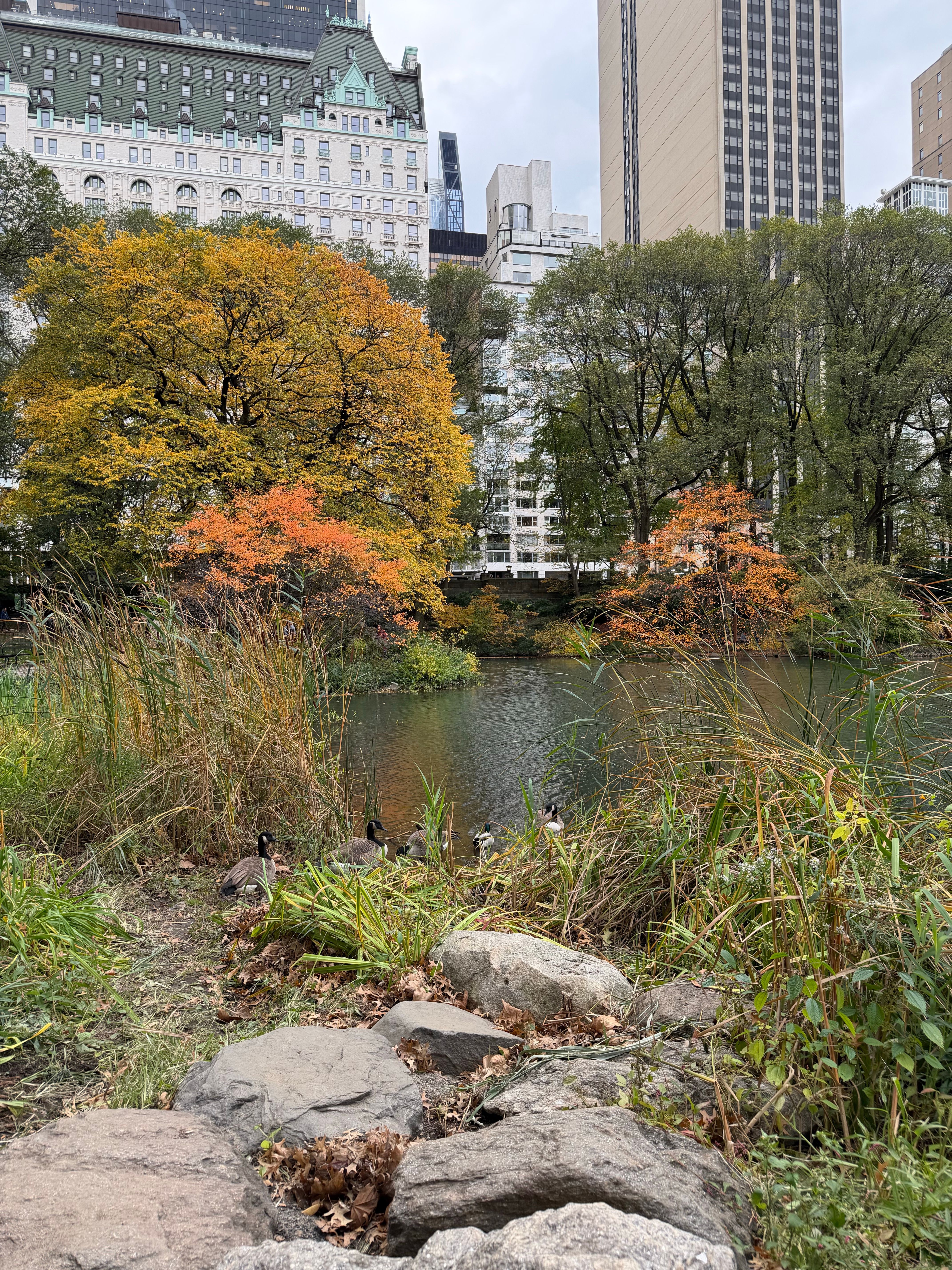Central Park Autumn View with Ducks and Skyline · Free Stock Photo
