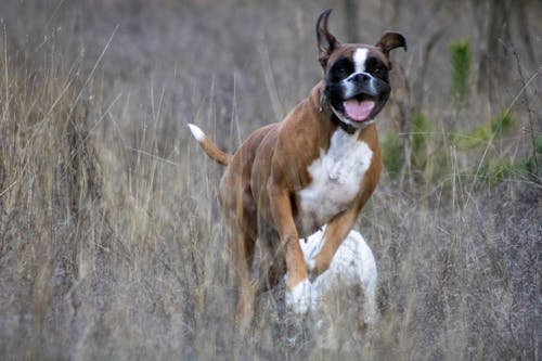 Foto profissional grátis de boxeador, cão engraçado