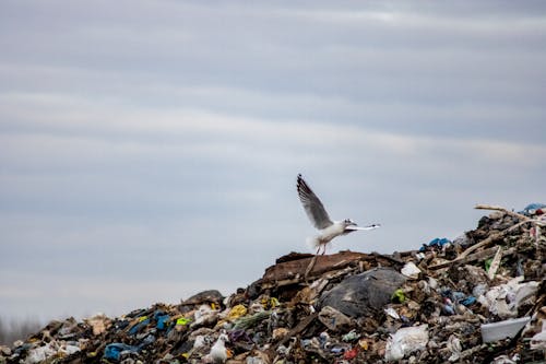 Foto profissional grátis de ave, lixo